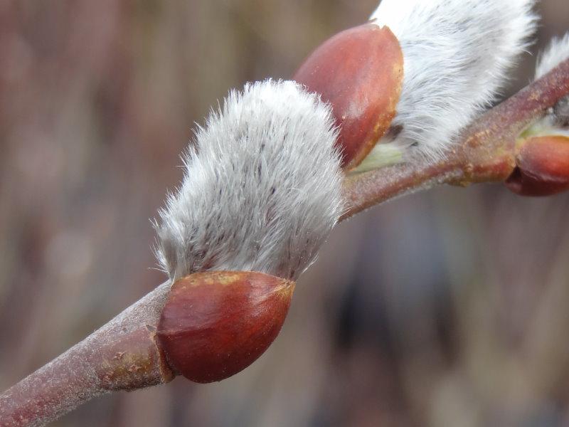 Eine Detailaufnahme eines Kätzchen der Salix caprea mas