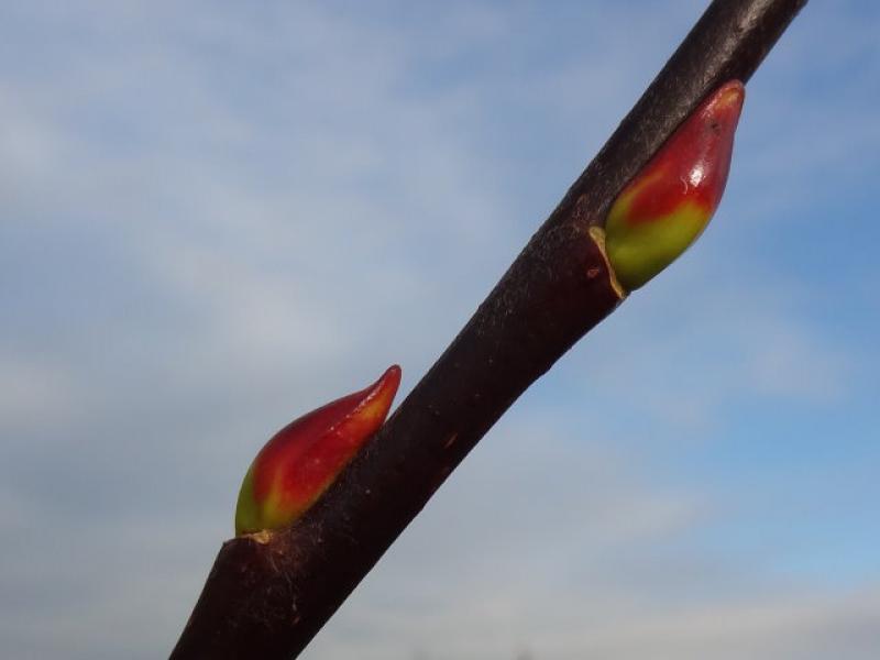 Noch geschlossen Winterknospe der Advets-Weide, Aufnahme Ende November