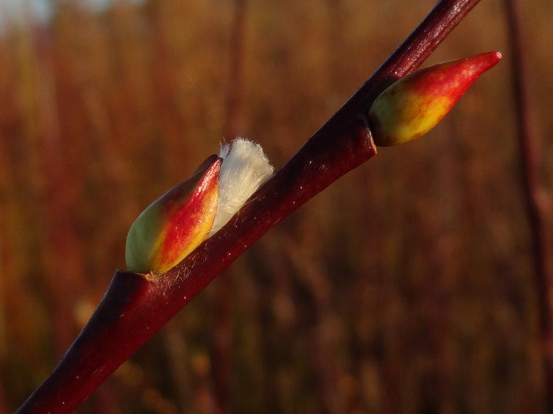 Die Kätzchen von Salix caprea Silberglanz öffnen sich häufig schon Anfang Dezember