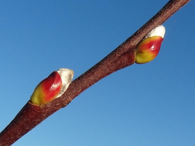 Die Kätzchen beginnen sich zu öffnen - Salix caprea Silberglanz