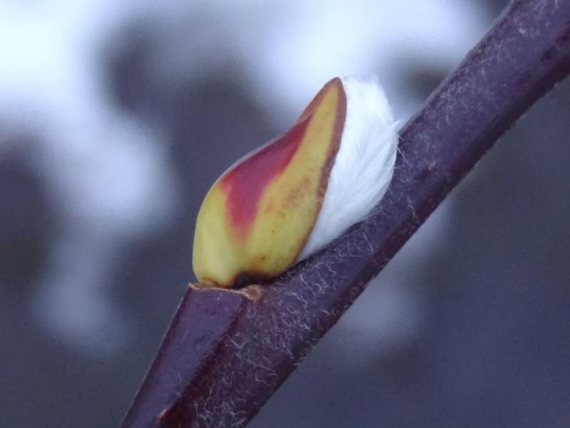 Anfang Dezember öffnet sich langsam die Blütenknospe von Salix Silberglanz