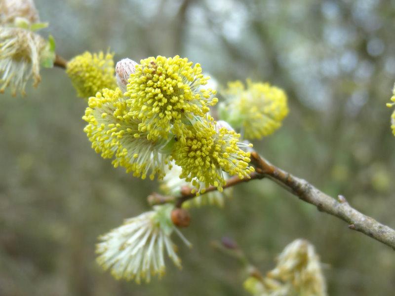 Nahaufnahme der Blüte von Salix cinerea
