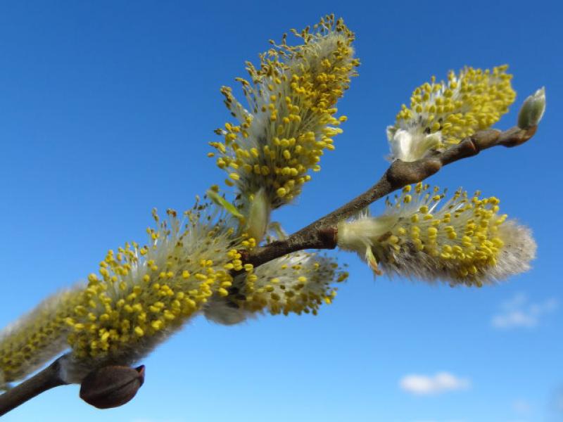 Salix cinerea