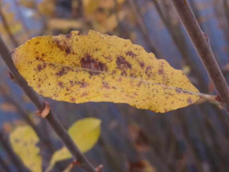 Gelbes Herbstlaub bei Salix cinerea