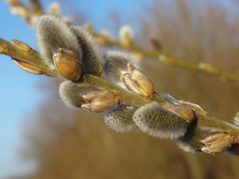 Ein Zweig mit dicht an der Rinde sitzenden Kätzchen der Grau- oder Aschweide