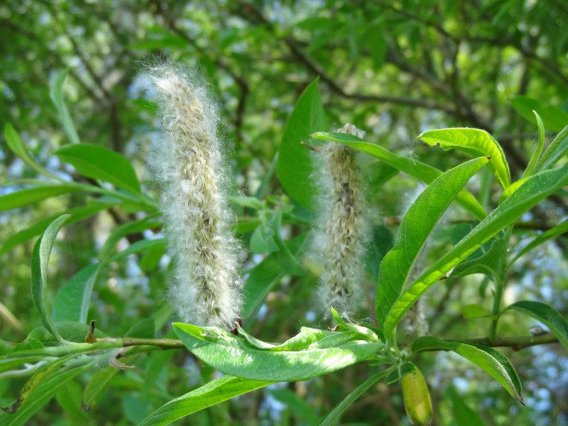 Die aufgeblühten Kätzchen der Salix cinerea kurz vor dem Samenflug