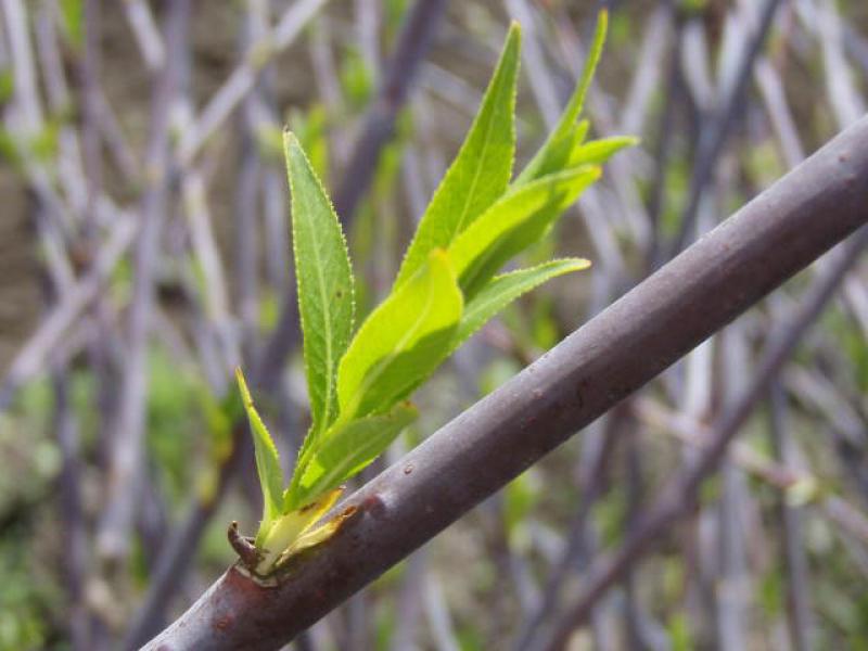 Frischer Austrieb bei Salix daphnoides Praecox