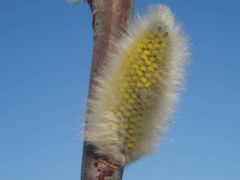 Salix daphnoides Praecox: Blüte Ende Februar