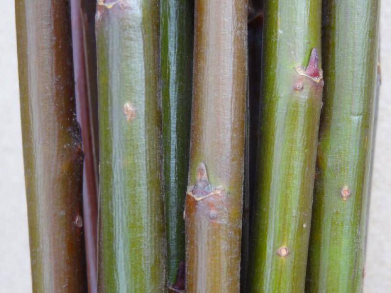 Salix daphnoides Praecox: Einjähriger Wintertrieb, noch ohne typische Bereifung