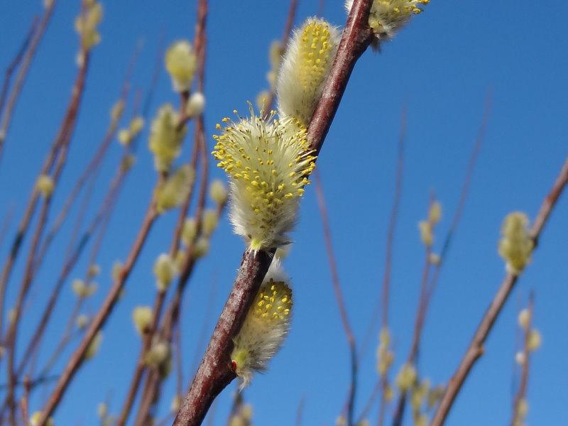 Detailaufnahme von Salix daphnoides Praecox