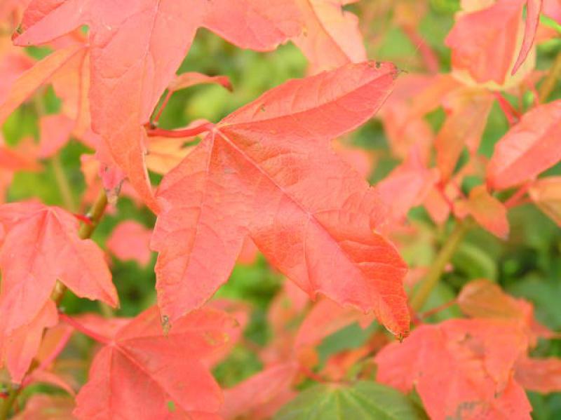 Rotes Herbstlaub bei Dreispitzahorn
