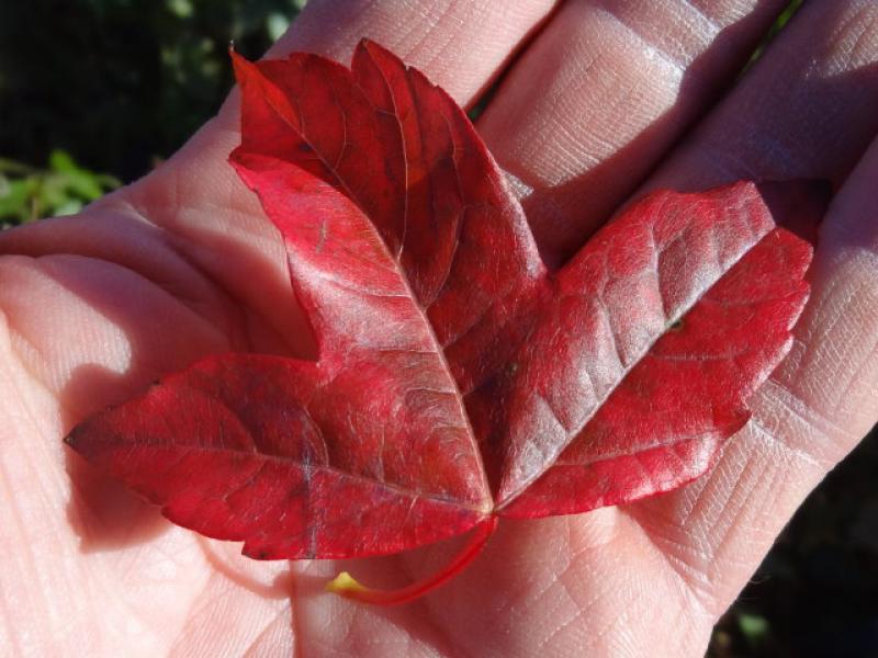 Prächtiges rotes Herbstlaub bei Acer buergerianum