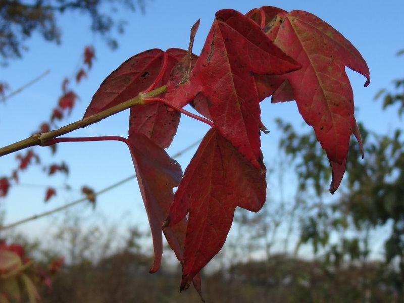 Schöne rote Herbstfärbung bei Acer buergerianum