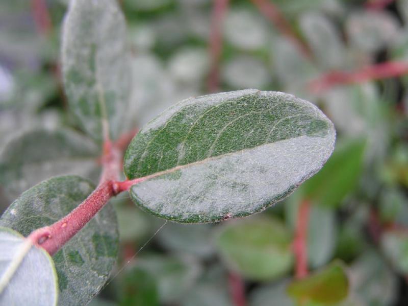 Sibirische Weide - rote Triebe und kleine, silberne Blätter