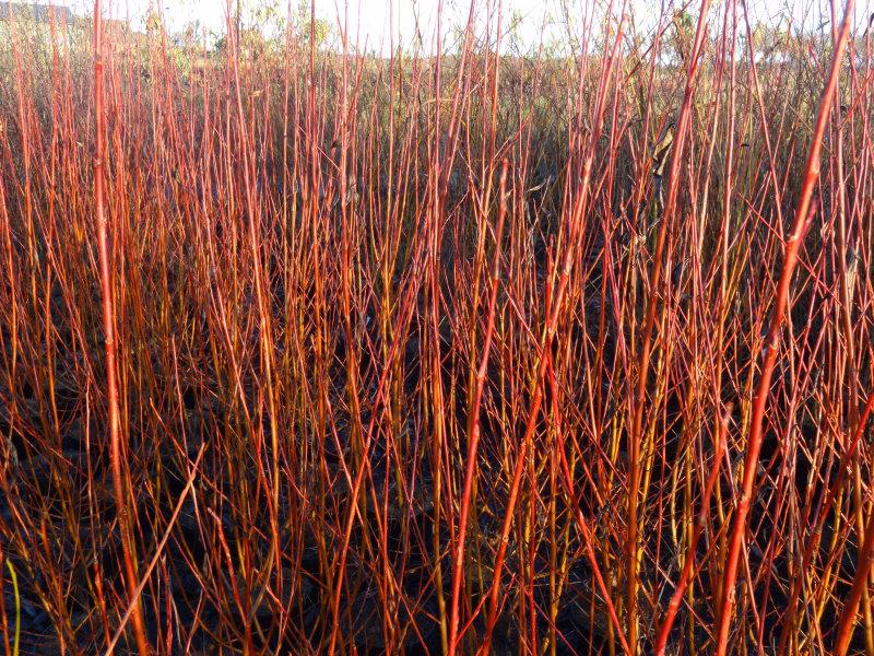 Triebfärbung von Salix Flame, aufgenommen im Dezember