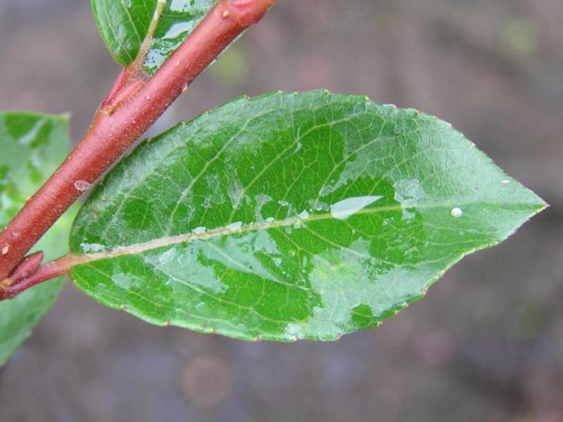 Blatt von Salix foetida