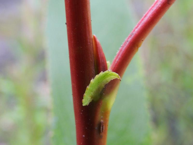 Bruchweide - junger Trieb mit Knospe