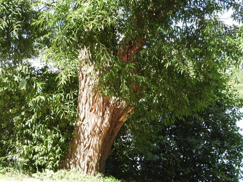 Tief gefurchter Stamm einer alten Salix fragilis