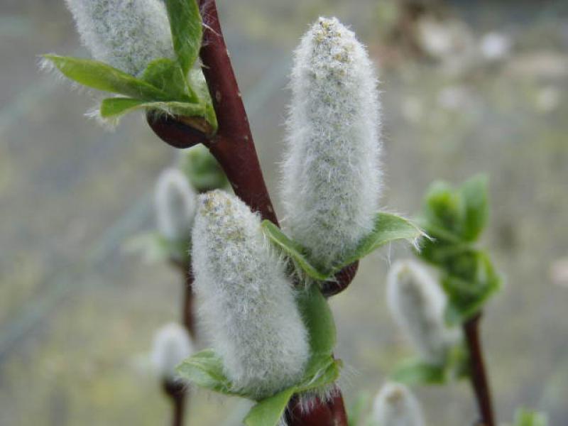 Salix hastata Wehrhahnii mit Kätzchen im April