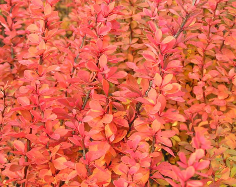 Herbstfärbung der Säulen-Berberitze (Berberis thunbergii Erecta)