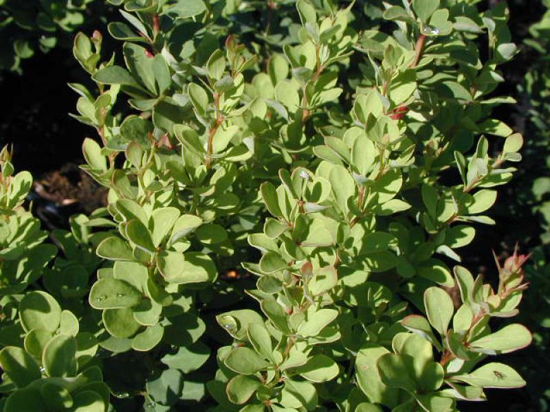 Säulen-Berberitze. Berberis thunbergii Erecta