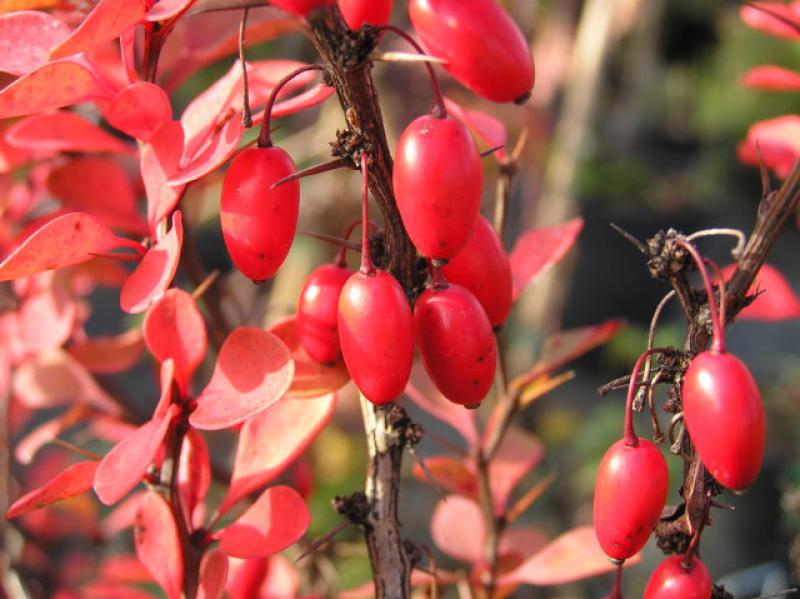 Früchte der Säulen-Berberitze (Berberis thunbergii Erecta)