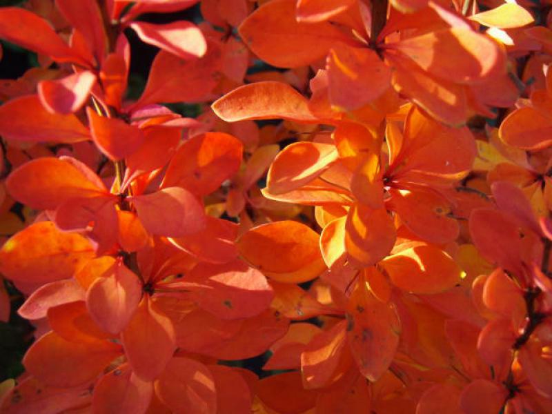 Herbstfärbung der Säulen-Berberitze (Berberis thunbergii Erecta)