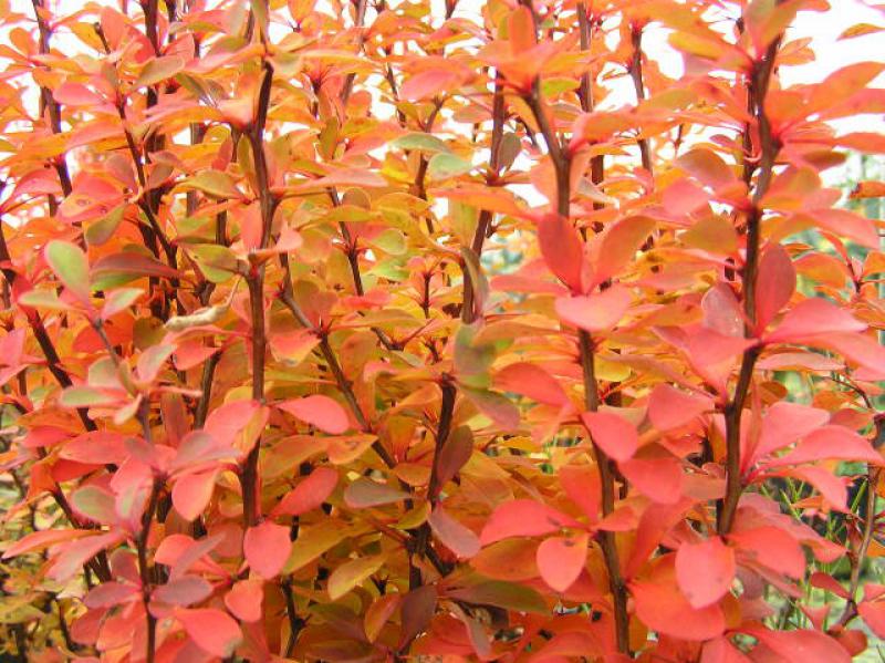 Berberis thunbergii Erecta im Herbstlaub