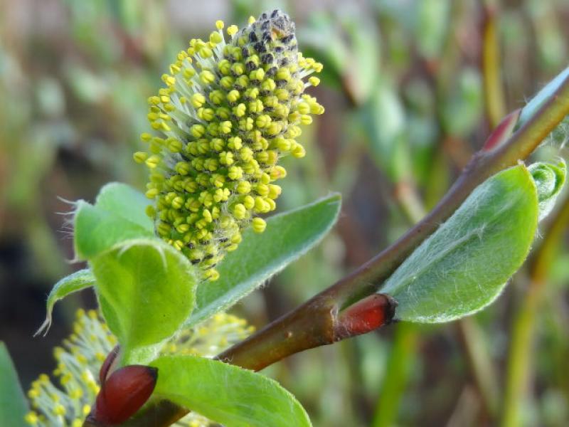 Salix hookeriana