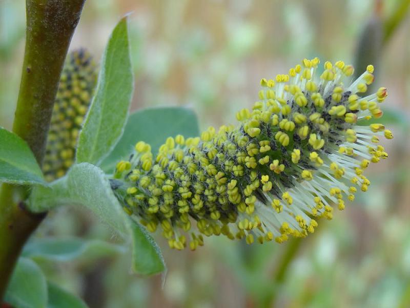 Salix hookeriana