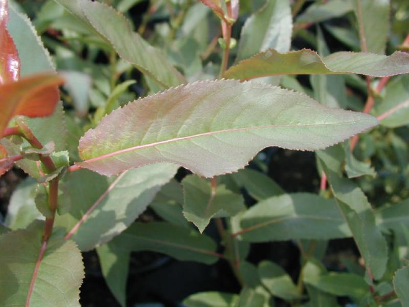 Prärieweide - längliche Blätter