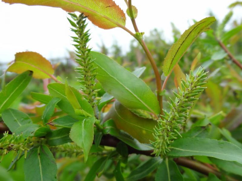 Fruchtstand Salix humilis