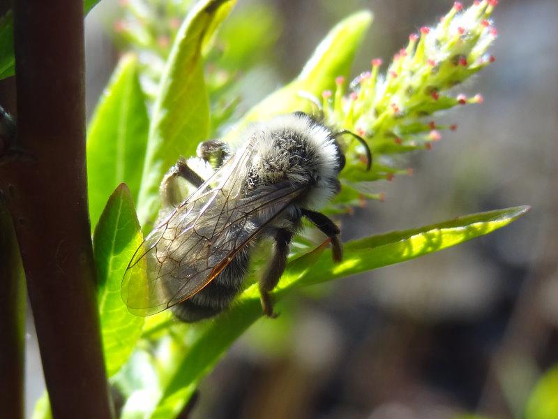 Die Prärieweide ist ein gutes Bienennährgehölz.