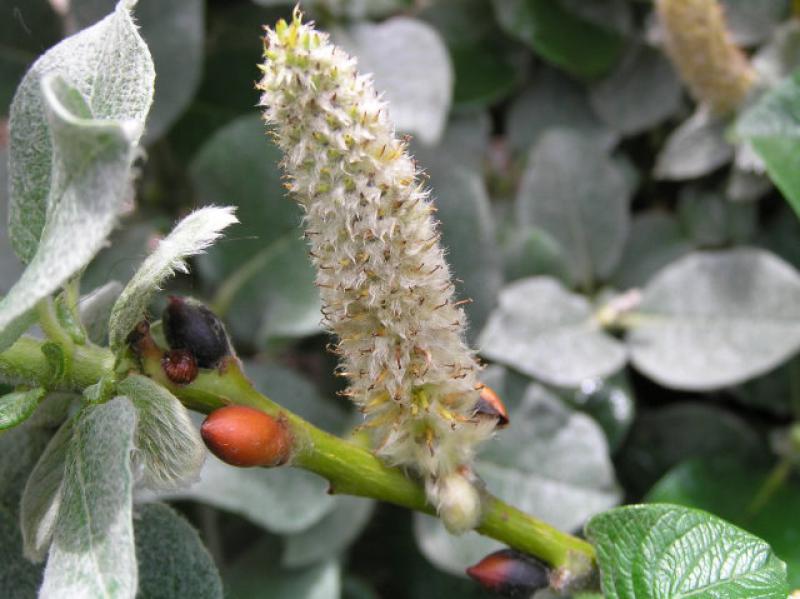 Kätzchen der Wollweide, Salix lanata