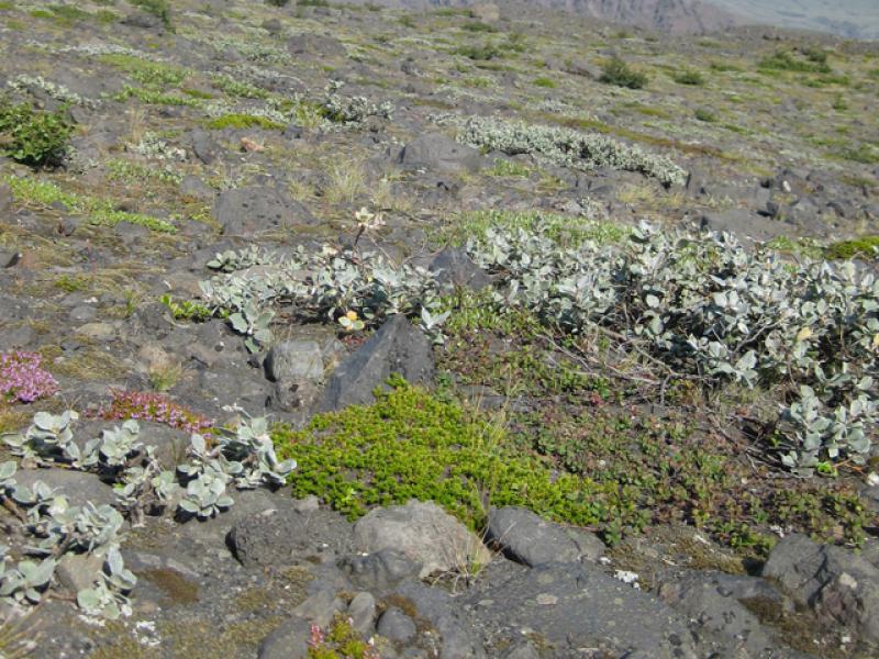 Wollweide, Salix lanata, auf Island