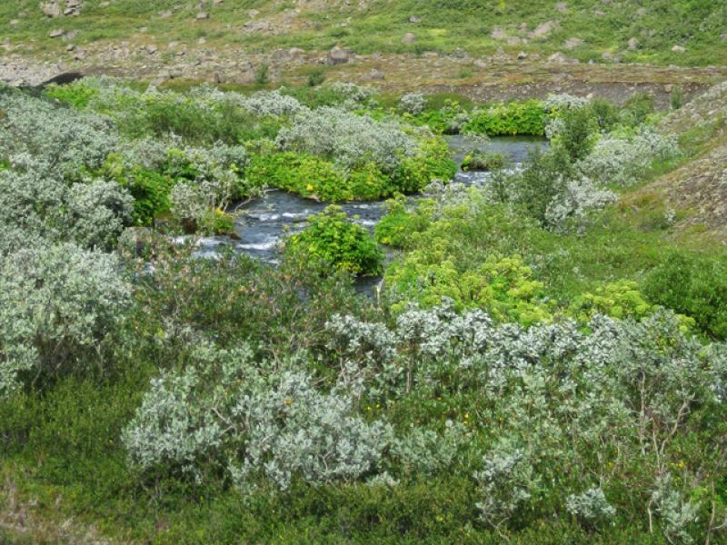 Wollweide, Salix lanata