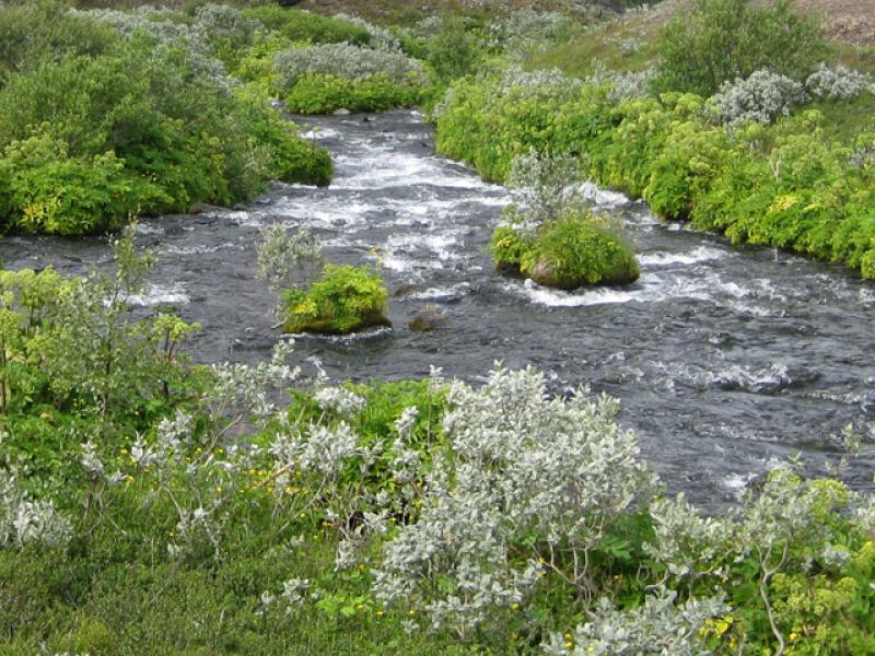 Wollweide, Salix lanata