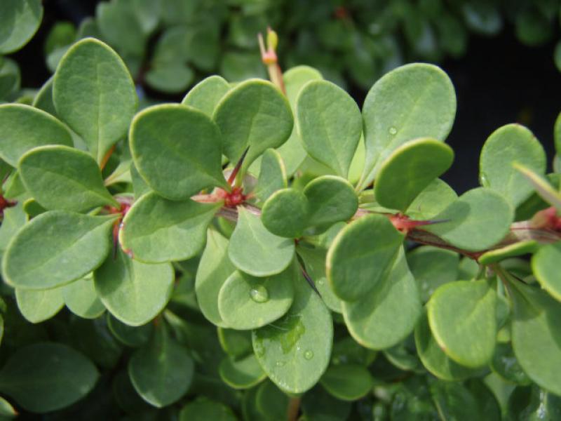 Teppich-Berberitze, Berberis thunbergii Green Carpet