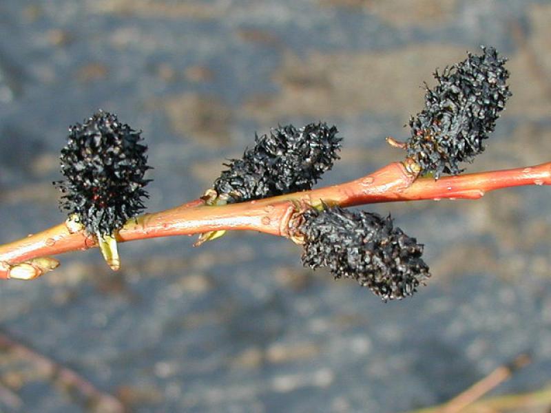 Salix melanostachys in Blüte