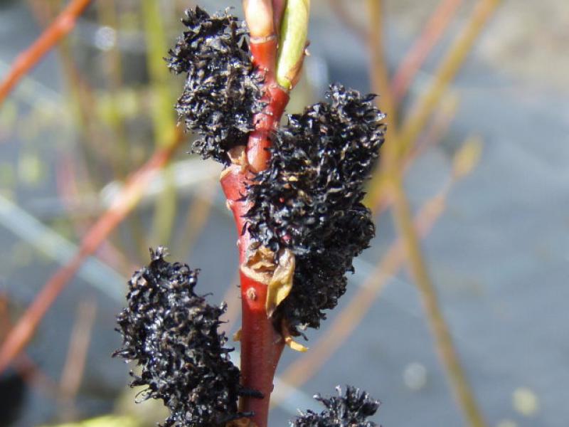 Blüte von Salix melanostachys