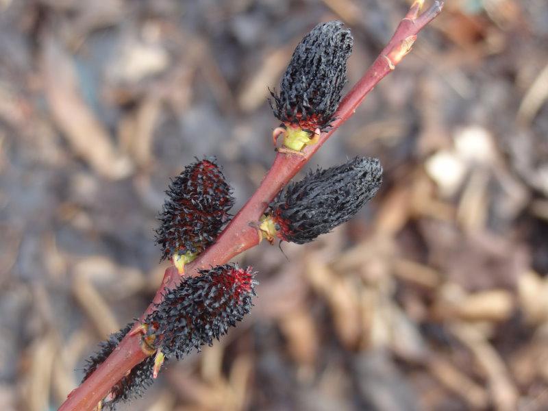 Die auffallenden schwarzen Kätzchen der Salix melanostachys