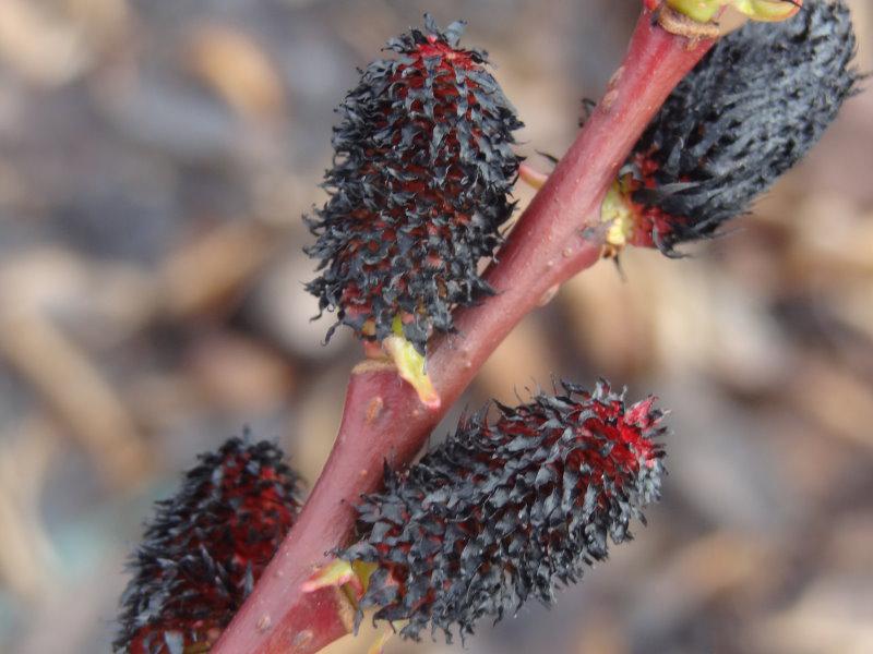 Die Blüte der Schwarzweide - Salix melanostachys