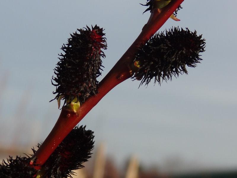 Schwarze Kätzchen der Salix melanostachys