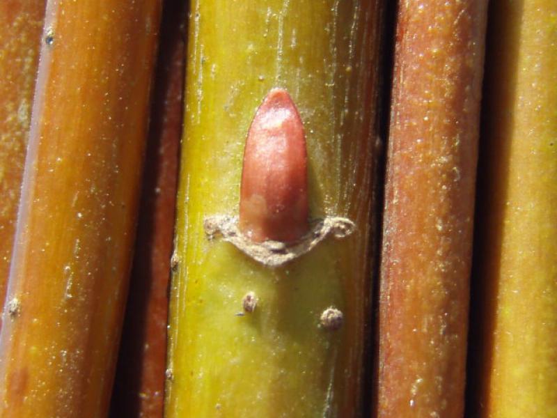 Winterliche Rinde bei Salix neotricha