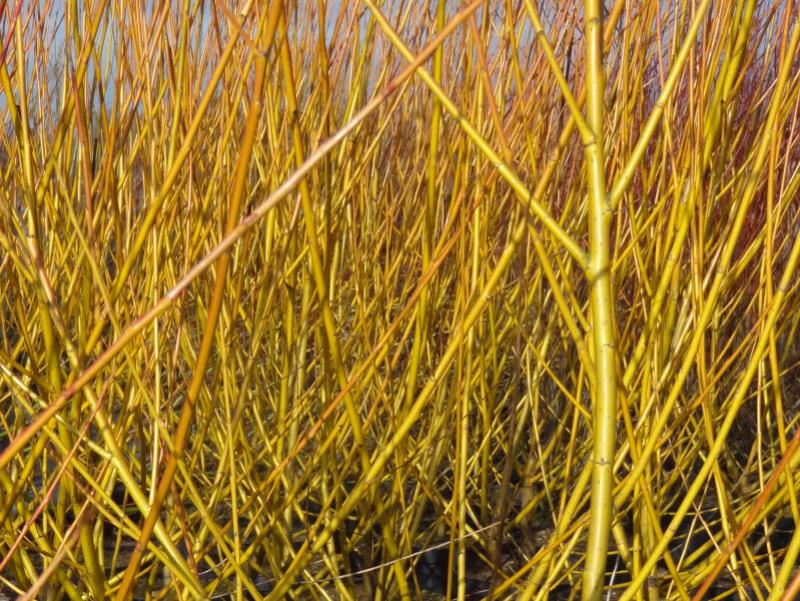 Die Rinde der Salix neotricha - Orangen-Weide im Februar