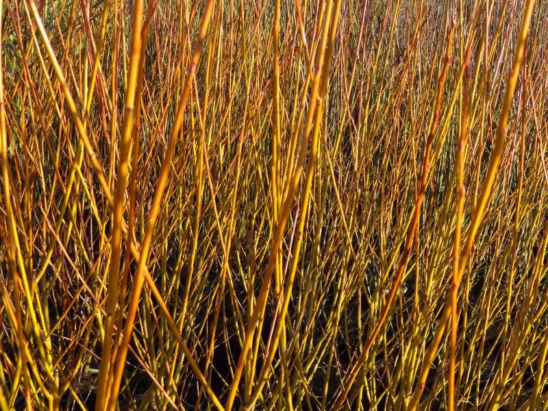 Ausfärbung der Triebe bei Salix neotricha, aufgenommen im Dezember