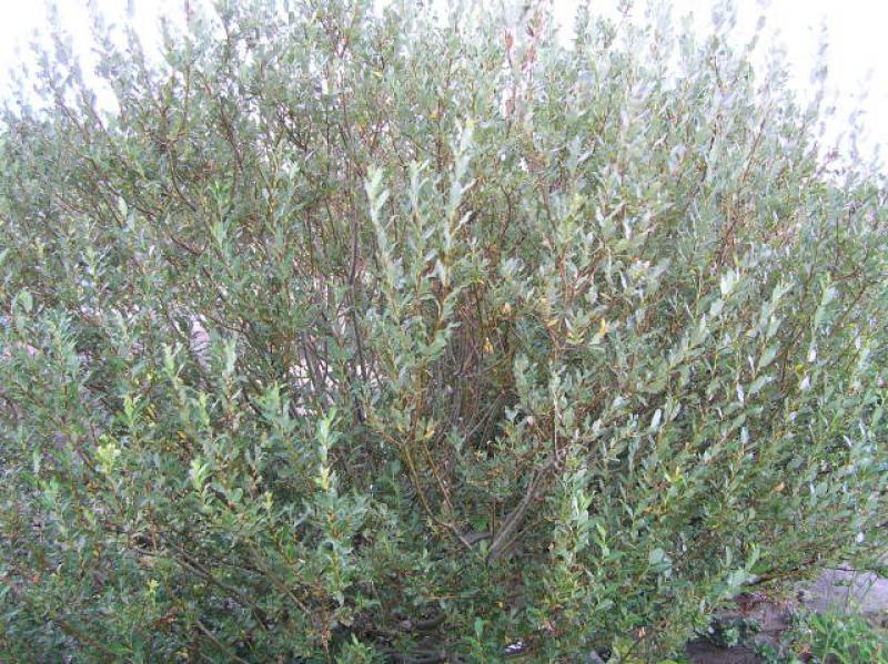 Wuchsform von Salix phylicifolia Glauca
