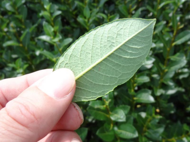 Blattunterseite von Salix phylicifolia Glauca