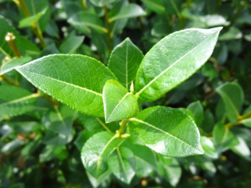 Salix phylicifolia Glauca: Triebspitze