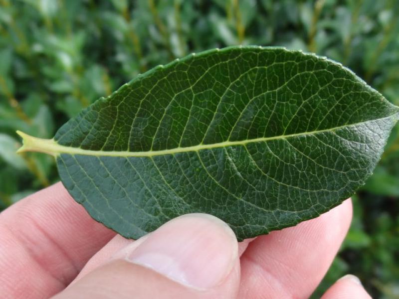 Das Blatt von Salix phylicifolia Glauca im Detail